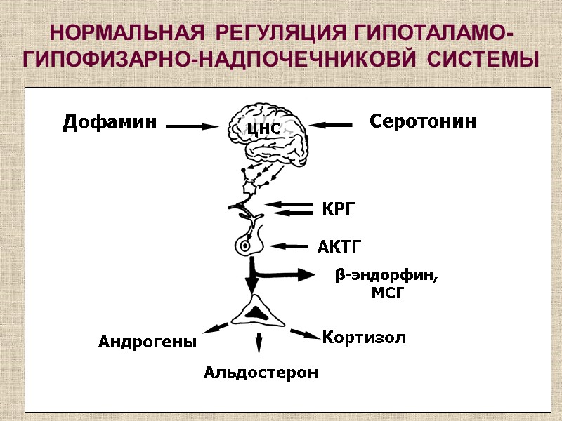 НОРМАЛЬНАЯ РЕГУЛЯЦИЯ ГИПОТАЛАМО-ГИПОФИЗАРНО-НАДПОЧЕЧНИКОВЙ СИСТЕМЫ
